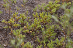 Loeflingia squarrosa