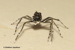 Spartaeus spinimanus