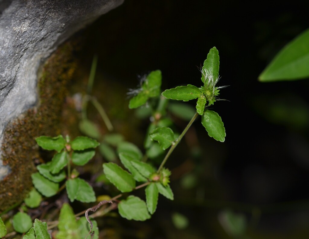 Acalypha chamaedrifolia (Lam.) Müll.Arg.