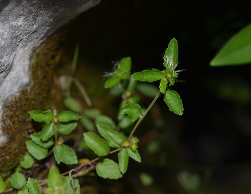 Acalypha chamaedrifolia