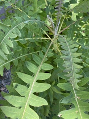 Bocconia frutescens