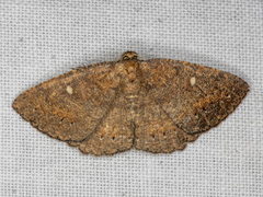 Casbia melanops