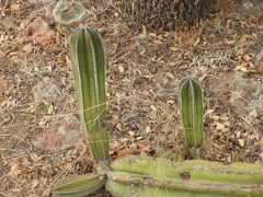 Lophocereus marginatus