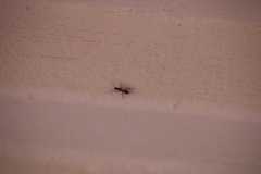Camponotus