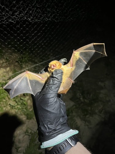 Eastern Red Bat observed by smartinbiologist