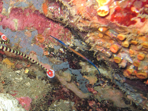 Cleaner pipefish (Doryrhamphus janssi) — Syngnathidae — 4