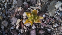 Mohavea breviflora