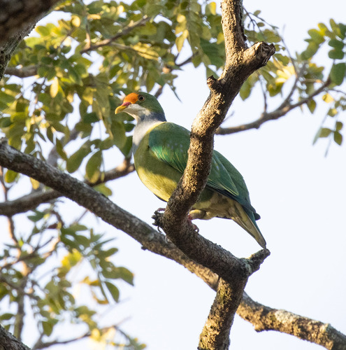 Orange-fronted Fruit Dove (Ptilinopus aurantiifrons)