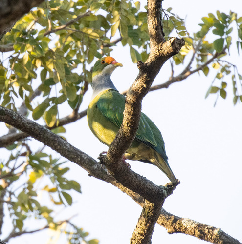 Orange-fronted Fruit Dove (Ptilinopus aurantiifrons), photo 2
