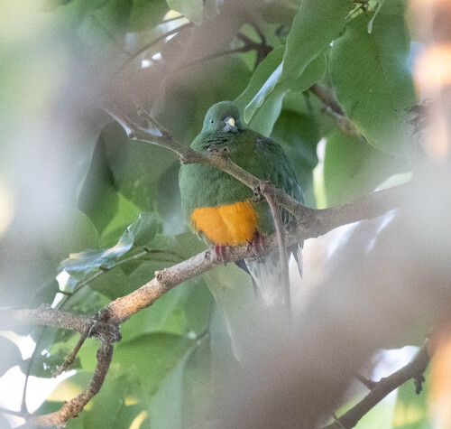 Orange-bellied Fruit Dove (Ptilinopus iozonus), photo 7