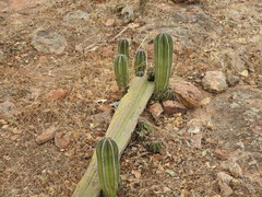 Lophocereus marginatus