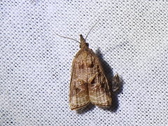 Platynota flavedana