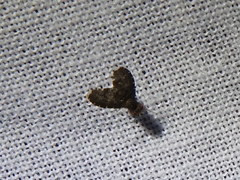 Trypetisoma sticticum