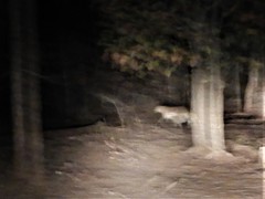 Panthera pardus fusca