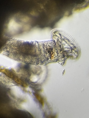 Ptygura wilsonii