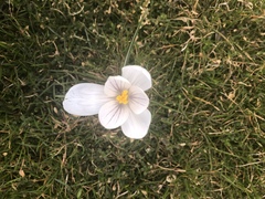 Crocus vernus
