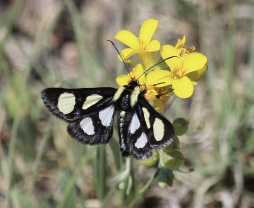Eight-spotted Forester Moth