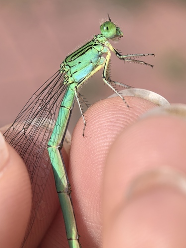 Paracercion plagiosum