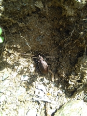 Carabus fairmairei fenestrellanus
