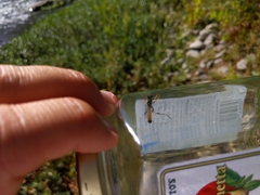 Sceliphron caementarium