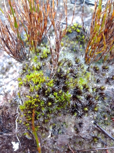 Campylopus purpureocaulis, 2026-07-12