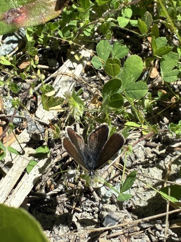 iNaturalist observation photo of Greenish Blue