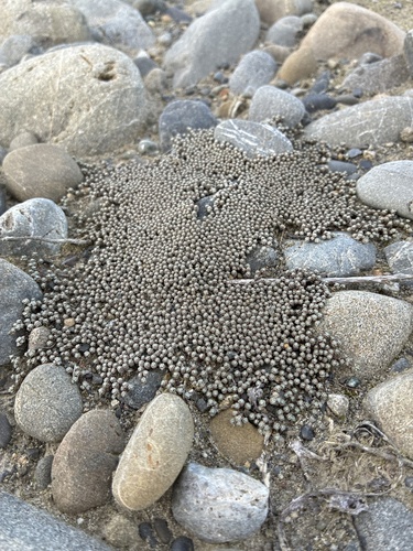 Raoulia australis, photograph 2