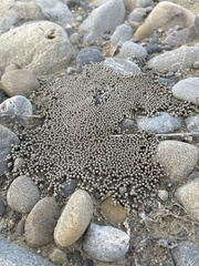 Raoulia australis, photograph author not stated, no rights reserved