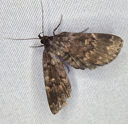 Glossy Black Idia Moth photo 5