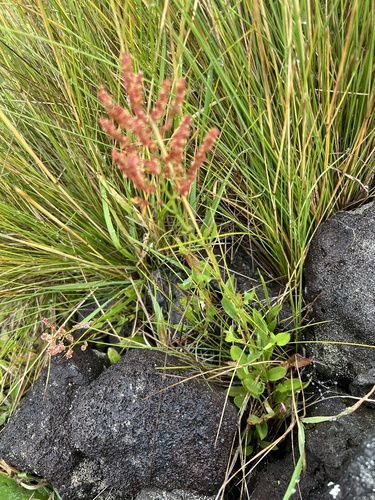 Rumex acetosella observed 2026-07-13