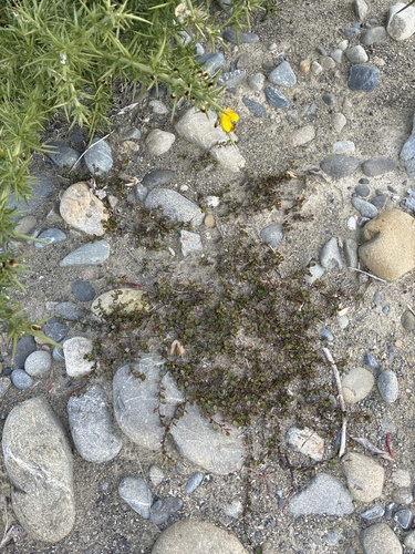 Muehlenbeckia axillaris, photograph 4
