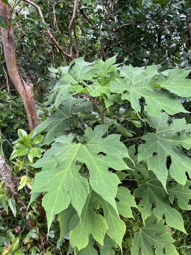 Montanoa hibiscifolia observed 2026-07-12