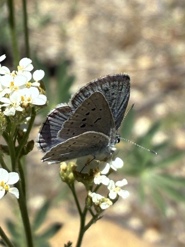 iNaturalist observation photo of Boisduval's Blue