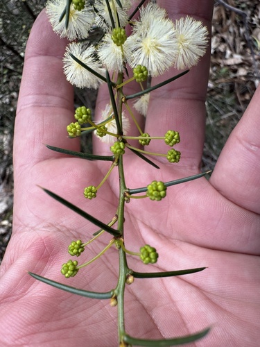Spreading Wattle
