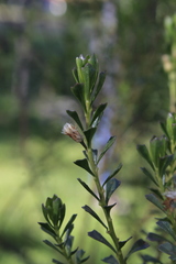Baccharis tricuneata