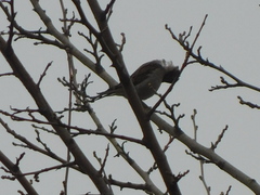 Passer domesticus
