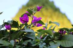 Bougainvillea