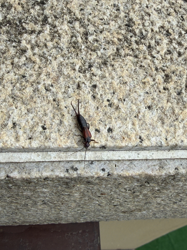Timomenus komarowi