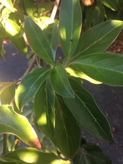 Cornus capitata