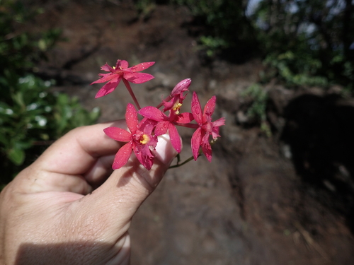 Epidendrum obrienianum observed 2026-07-12