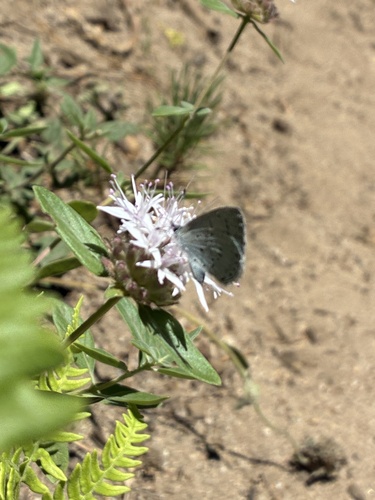 iNaturalist observation photo of Anna's Blue