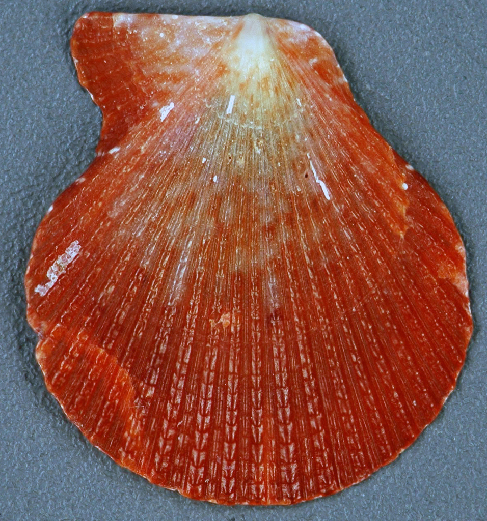 scaly scallop