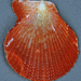 Caribachlamys sentis - Photo (c) James St. John,  זכויות יוצרים חלקיות (CC BY)