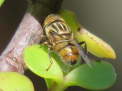 Eristalinus barclayi