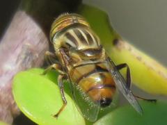 Eristalinus barclayi