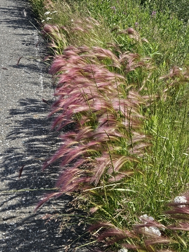 Foxtail Barley