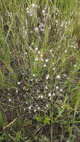 Gypsophila patrinii, photograph 6