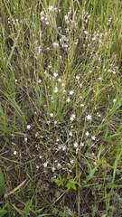 Gypsophila patrinii, photograph (c) Andrew Bazdyrev, some rights reserved (CC BY)