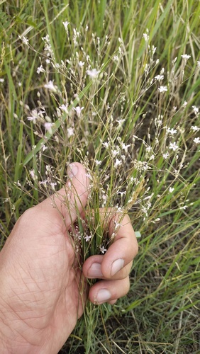 Gypsophila patrinii, photograph 5