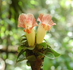 Costus claviger